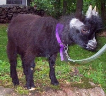 A black pygmy goat is standing at the edge of grass looking to the right. Its head is level with its body.