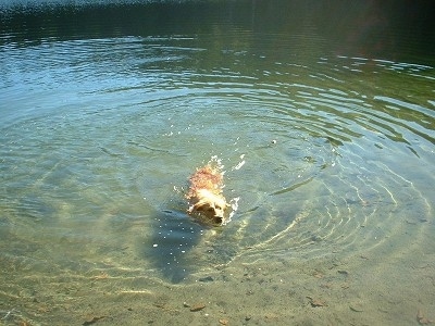 A Golden Retriever is outside swimming through a clear body of water