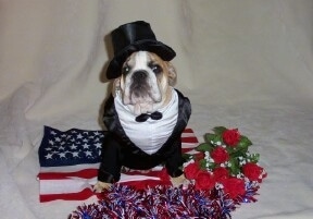A brown and white Bulldog wearing a tuxedo and a top hat is sitting on a white backdrop on top of an American flag. There are red rose flowers and red, white and blue tinsel in front of the dog. 
