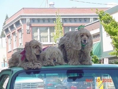 Three tan American Cocker Spaniels are laying and sitting on top of a car that is parked on the street with buildings behind them.