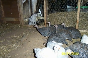 A bunch of guinea fowl are walking across a coop and outside of the coop is a cat watchign them.
