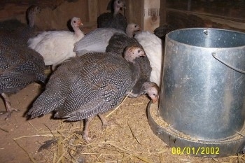 Close up - Three guinea fowls are eating food out of a feed bucket and behind it is a bunch of Guinea Fowl.