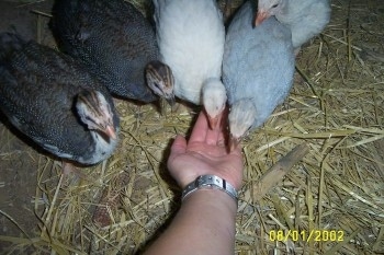 Close up - Five guinea fowl are walking towards a person's hand who is holding out feed.