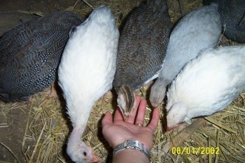 Close up - Guinea Fowls are pecking feed out of a persons hand.