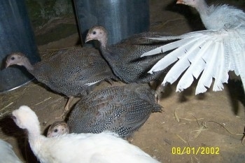 Four guinea fowl are walking across a coop. There is another guinea fowl in the back flapping its wings.