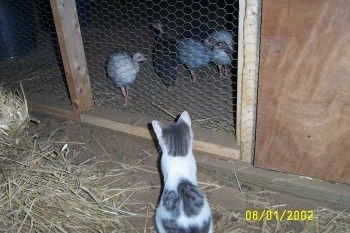 A cat is sitting outside of a coop and inside of the coop is a line of guinea fowl that the cat is watching.