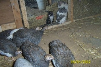 A flock of guinea fowl are inside of a coop. Two of the birds are looking at the two cats who are outside of the coop looking in.