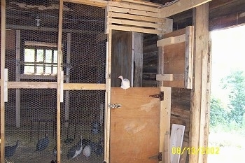 The outside of a guinea fowl Coop. One guinea fowl is perched on top of the open coop door.