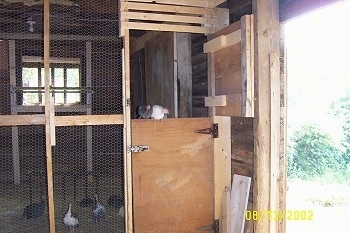 The outside of a guinea fowl coop. Two guinea fowl are standing on top of a open coop door.