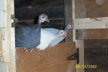 Close up - Three guinea fowl are perched on the door of their coop.
