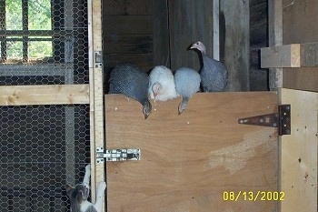 Four guinea fowl are perched on top of a coop door. Three of them are looking down over the edge.