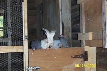 Five guinea fowl are standing on a coop door. One is standing backwards and another one is spreading its wings.