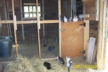 Eight guinea fowl are perched on a barn door and under them are three cats laying and sitting in hay.