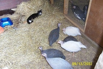 A black with white Cat is laying in a hay pile watching six guinea fowl standing in front of a coop door.