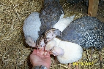 Five guinea fowl are eating feed out of a persons hand.