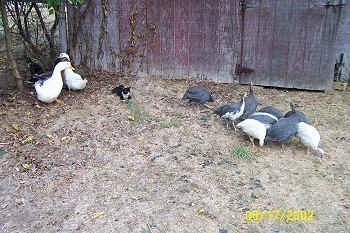A flock of ducks are standing under a tree. A black with white cat is laying to the right of them. To the right of the cat there is a flock of guinea fowl pecking at the dirt. They are all next to the barn.