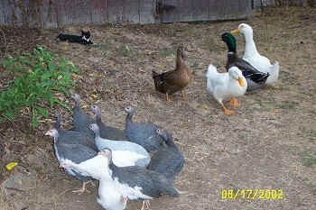 A flock of guineas are walking to the left outside and the flock of ducks are not moving. There is a black with white cat in the background laying down next to the barn