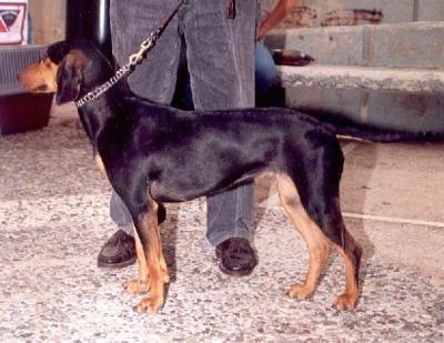 Left Profile - A black and tan Greek Hound is standing on a sidewalk in front of a house with a person behind it.
