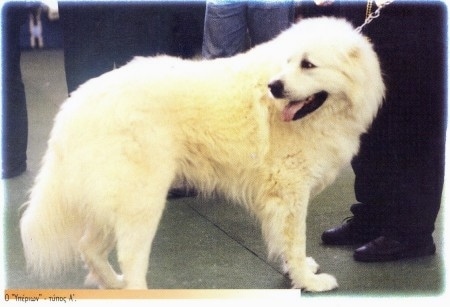 A white Greek Sheepdog is outside surounded by people