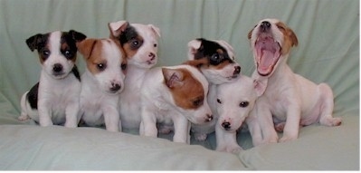 A litter of 7 Parson Russell Terrier puppies all lined up in a row sitting on a light green couch. The puppy to the far right is yawning.