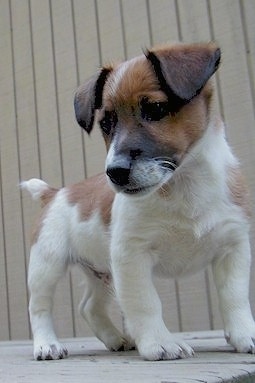 A short legged white with brown Jack Russell Terrier is standing on a wooden porch in front of a tan sided building.