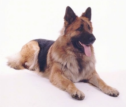 A King Shepherd is laying on a white backdrop. Its mouth is open and long tongue is out