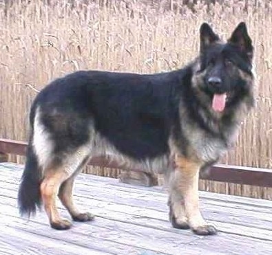 A King Shepherd is standing on a wooden dock with tall brown plants behind it. Its mouth is open and tongue is out