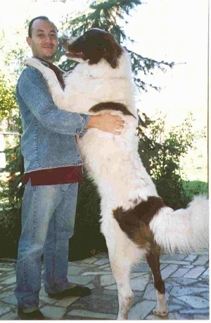Orfo the Bulgarian Shepherd Dog standing on its back legs with its front legs on the shoulder of its owner