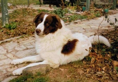 Orfo the Bulgarian Shepherd Dog laying next to a walkway and in front of a stump
