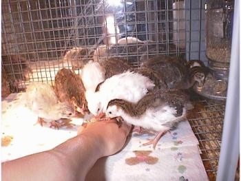 A bunch of keets are pecking at the hand in the cage