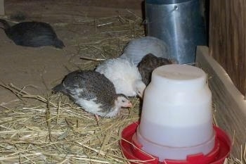 Three keets are drinking out of a water dispenser.