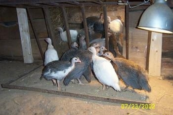 A bunch of keets are standing in front of a mirror.