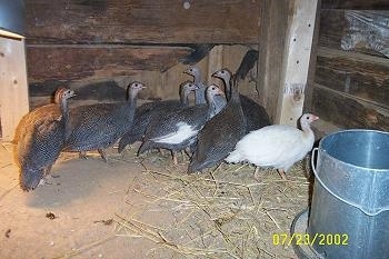 Eight keets are standing in the corner of a coop on hay and next to a silver food dispencer.