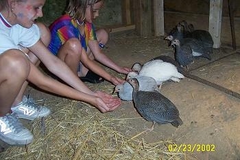 Two girls are feeding the keets with food in their hands