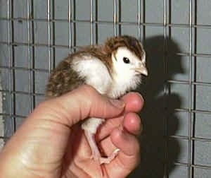 A hand is holding a brown and white keet in a cage