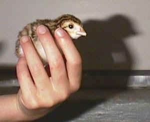A brown, black and white keet is being held in the hand of a person