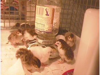 Eight keets are standing in a cage surrounding a self feeder.