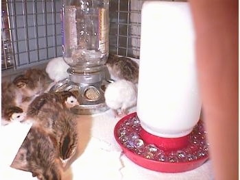 A group of keets are walking around a self feeder and some of them are looking at a water feeder that has clear marbles in the bottom of it.