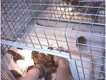 Top down view of two human hands inside of a cage with feed in them. The keets in the cage are eating feed out of the hands.
