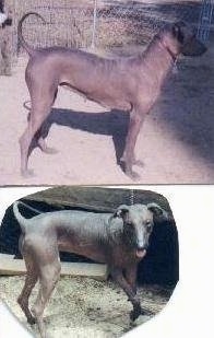 Top Photo Right Profile - A Hairless Khala is standing in dirt with its tail up and there is a chain link fence behind it. Bottom Photo - A Hairless Khala is turning around in dirt. Its mouth is open and tongue is out