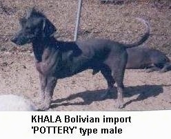 A Hairless Khala is standing in dirt and in front of a chain link fence. There is another Hairless Khala laying behind it. The words - KHALA Bolician import 'POTTERY' type male