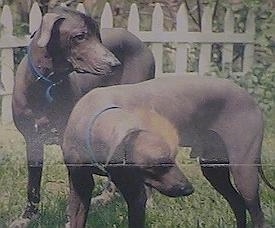 Two Hairless Khala dogs are standing in grass looking to the right.