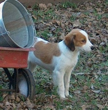 A white with red Kooikerhondje puppy is standing in grass with fallen leaves all around it. There is a red wagon next to it