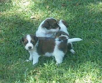 Three white with red Kooikerhondje puppies are in grass. One is laying down, One is standing and another is sitting