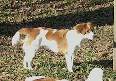 A white with red Kooikerhondje is standing outside in grass.