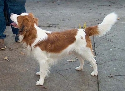 A white with red Kooikerhondje is standing on concrete looking up at the person next to it. Its mouth is open and tongue is out