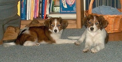 Two brown and white Kooikerhondje puppies are laying in front of a wicker basket and a bookshelf