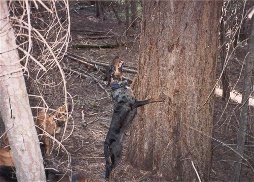 A black with brown and grey merle-colored American Leopard Hound dog is jumping up against the side of a tree barking.