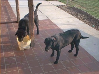 A black Labrador Retriever is drinking water out of a yellow bucket on a porch. There is another dog standing on a porch and looking forward