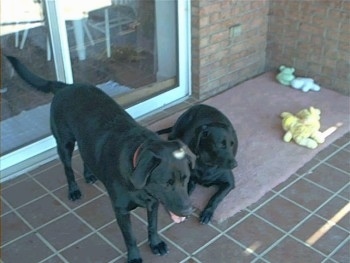 A black Labrador Retriever is laying on a rug on a back porch in front of a sliding glass door of a house. The rug has toys on it. There is another black Labrador Retriever standing on the porch and has its mouth open and tongue out